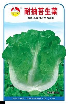 耐抽苔生菜(2)